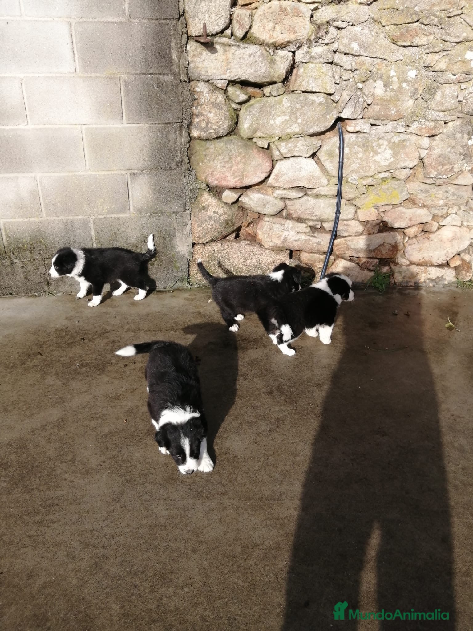 Border Collie perros border collie - Anuncio 3