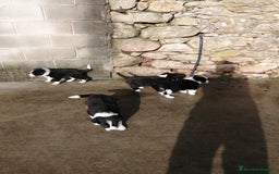 Border Collie perros en venta: border collie - Imagen 1