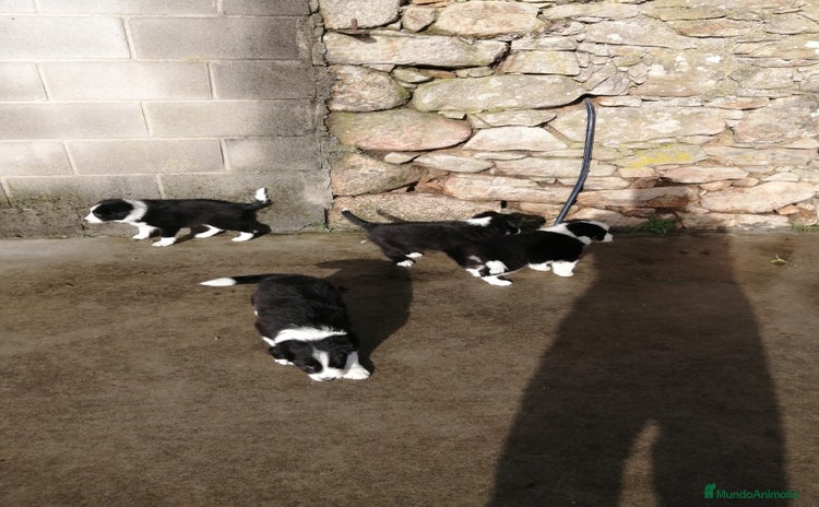 Border Collie perros - Anuncio 1