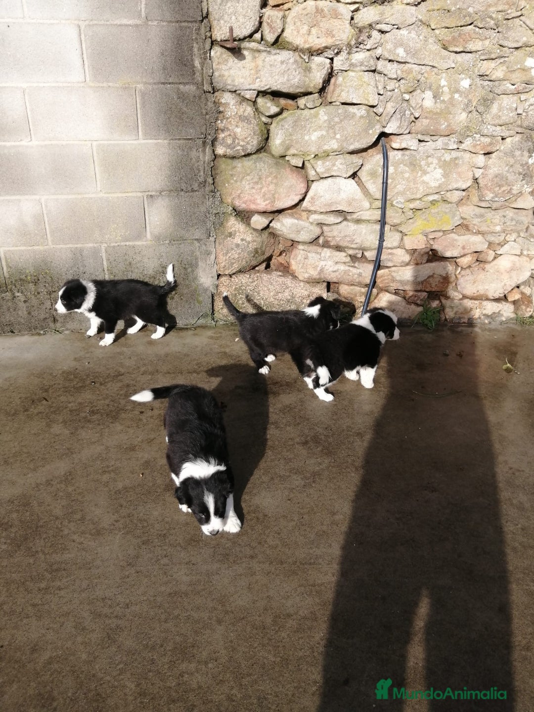 Border Collie perros en venta: border collie - Imagen 1