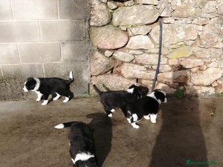 Border Collie perros - Anuncio 1