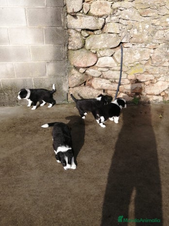 Border Collie perros - Anuncio 1