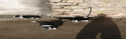 Border Collie perros en venta: border collie - Anuncio 1