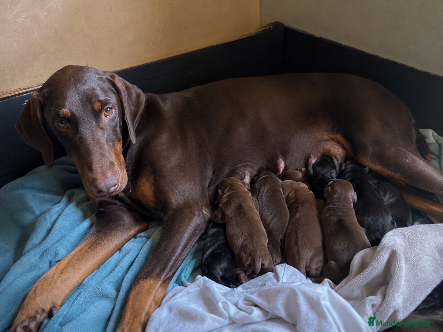 Dobermann perros Espectaculares doberman europeos - Anuncio 1