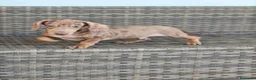 Teckel Miniatura perros en venta: Teckel Mini macho Merle chocolate  - Anuncio 8
