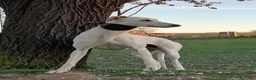 Galgo Español perros en venta: GALGO ESPAÑOL BLUE - Anuncio 3