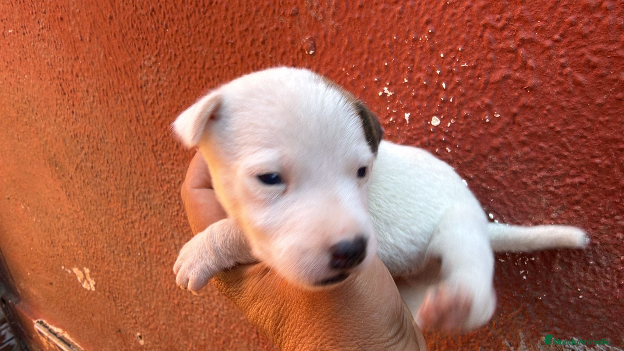 Jack Russell Terrier perros Jack Russell  - Anuncio 2