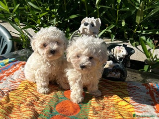 Maltipoo perros - Anuncio 32