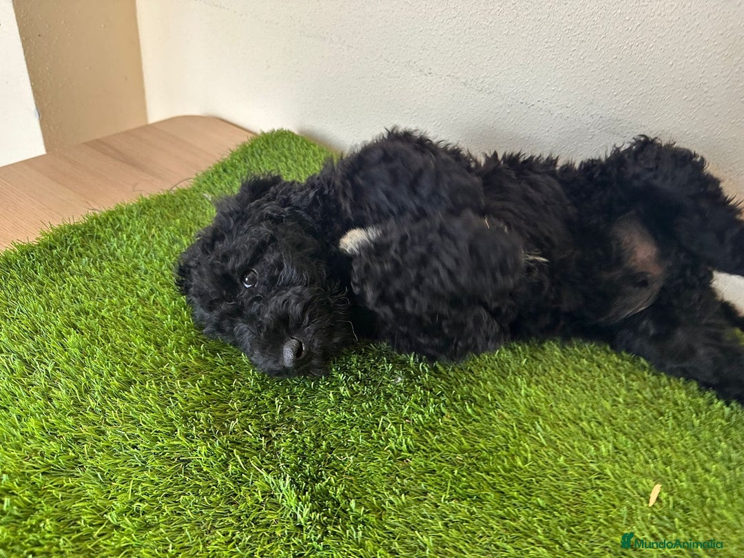 Caniche Gigante perros en venta: Caniches gigantes  - Anuncio 2