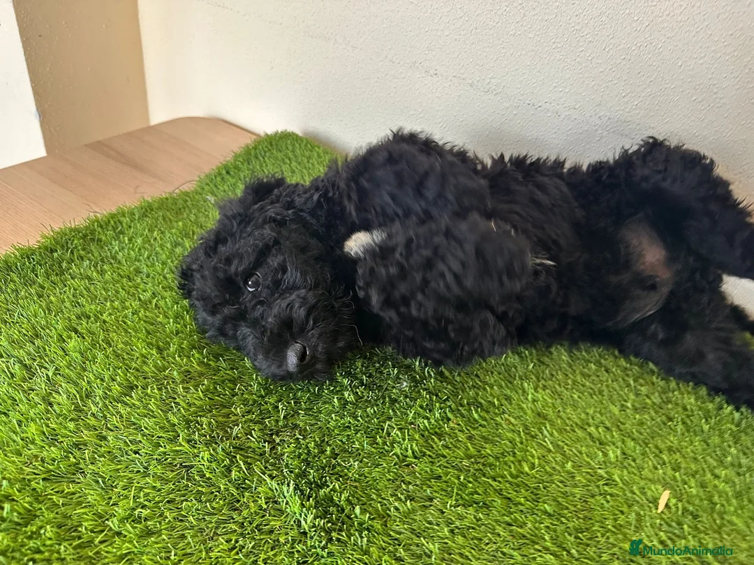 Caniche Gigante perros en venta: Caniches gigantes  - Anuncio 2