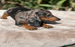 Teckel perros en venta: Teckel arlequin  - Imagen 2