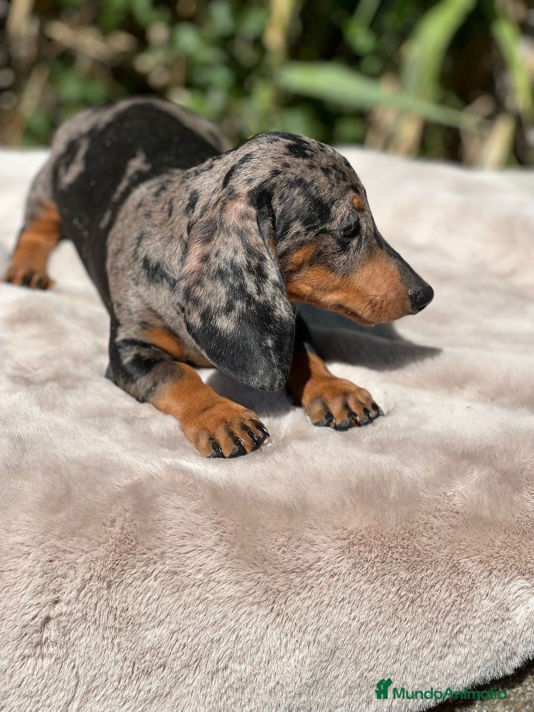 Teckel perros en venta: Teckel arlequin  - Imagen 2
