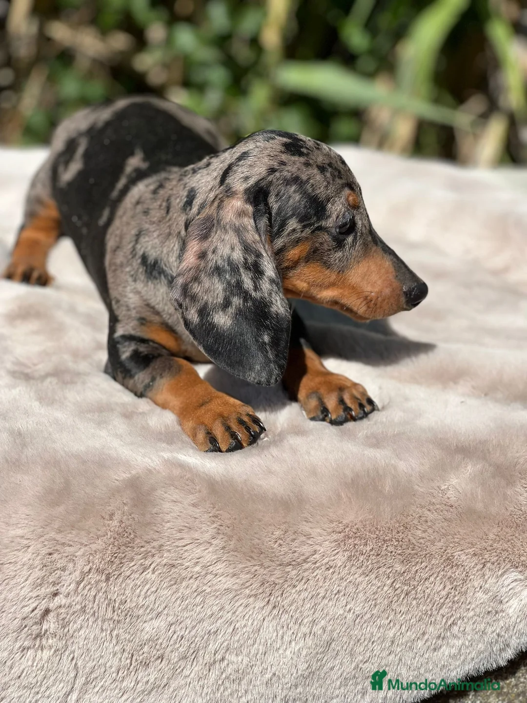 Teckel perros en venta: Teckel arlequin  - Anuncio 2