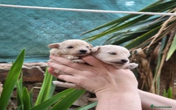 Caniche Toy perros en venta: Caniches toy toy - Imagen 2