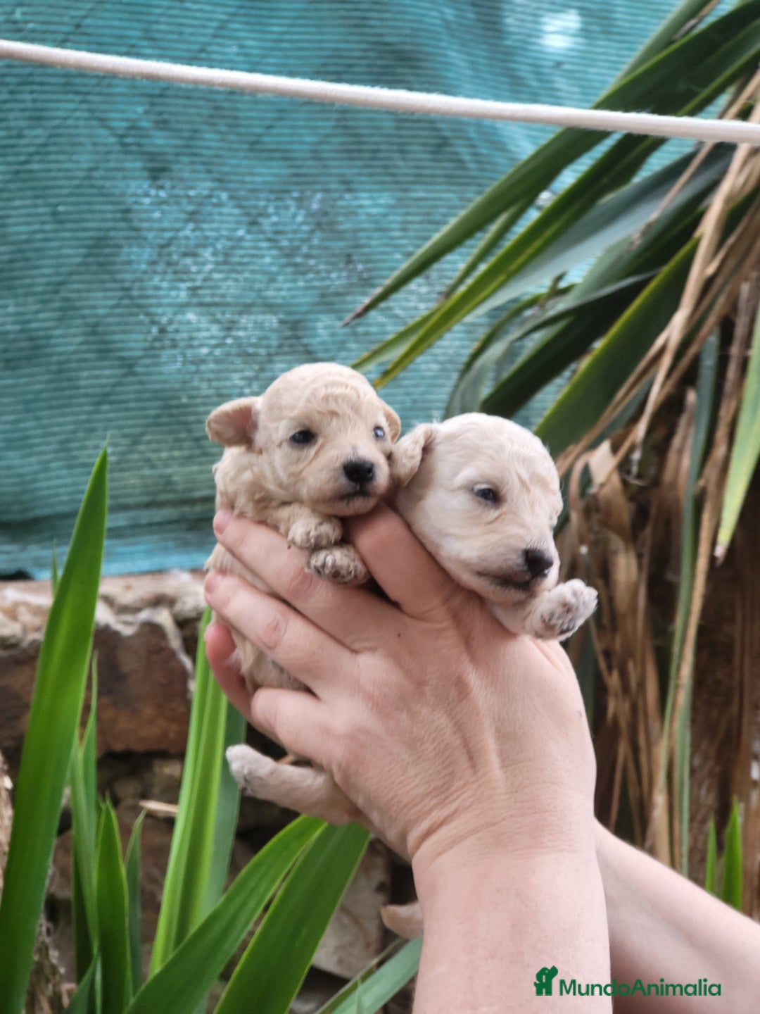 Caniche Toy perros en venta: Caniches toy toy - Imagen 2