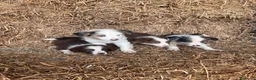 Border Collie perros en venta: Cachorros de Border collie  - Anuncio 3