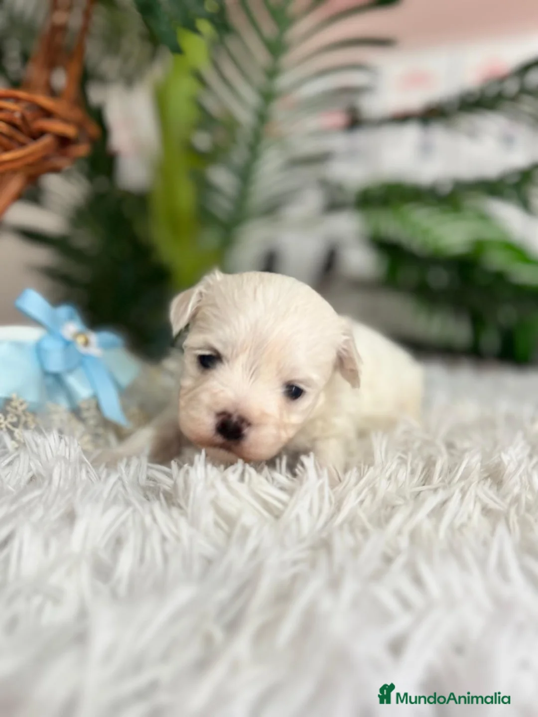 Bichón Maltés perros en venta: BICHON MALTES - Anuncio 14