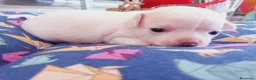 Chihuahua perros en venta: Camada Sopa Chihuahua  - Anuncio 12