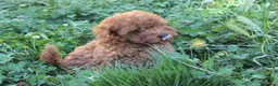 Caniche Toy perros en venta: Caniche Toy rojo  - Anuncio 16