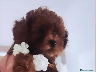 Caniche Toy perros CANICHE ROJA ASIÁTICA MINIATURA - Anuncio 1