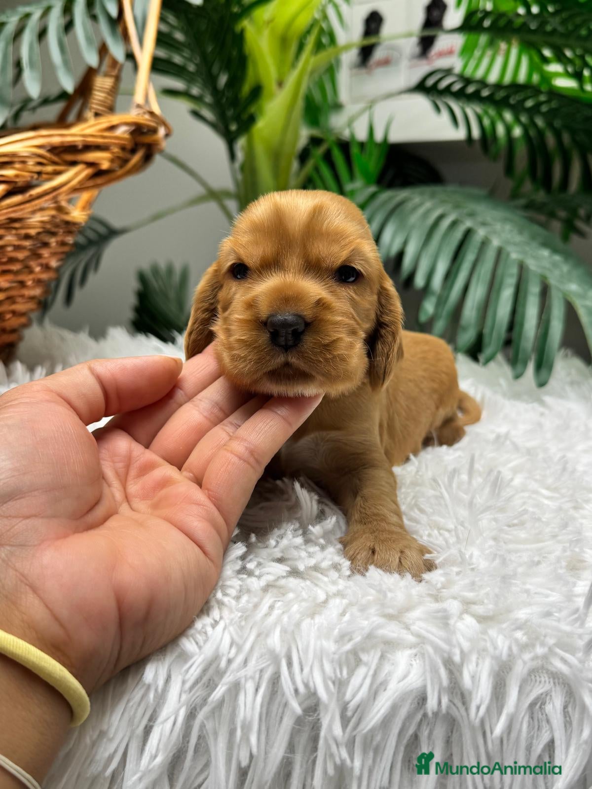 Cocker Spaniel Inglés perros en venta: COCKER SPANIEL INGLES - Anuncio 8