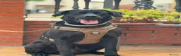 Labrador Retriever perros en venta: Labrador negro - Anuncio 4