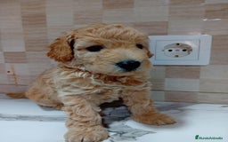 Caniche Enano perros en venta: Caniche pimentón y apricot  - Imagen 7