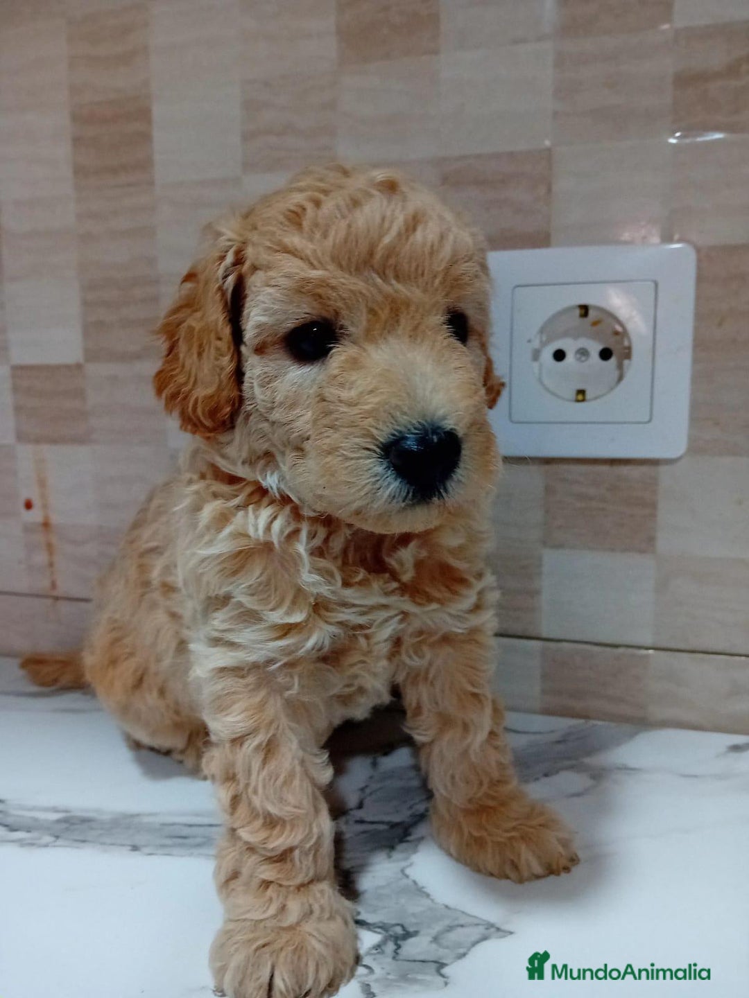 Caniche Enano perros en venta: Caniche pimentón y apricot  - Imagen 7