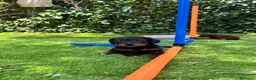 Raza Mixta perros en venta: Jackapoo raza pequeña 🐣 - Anuncio 5