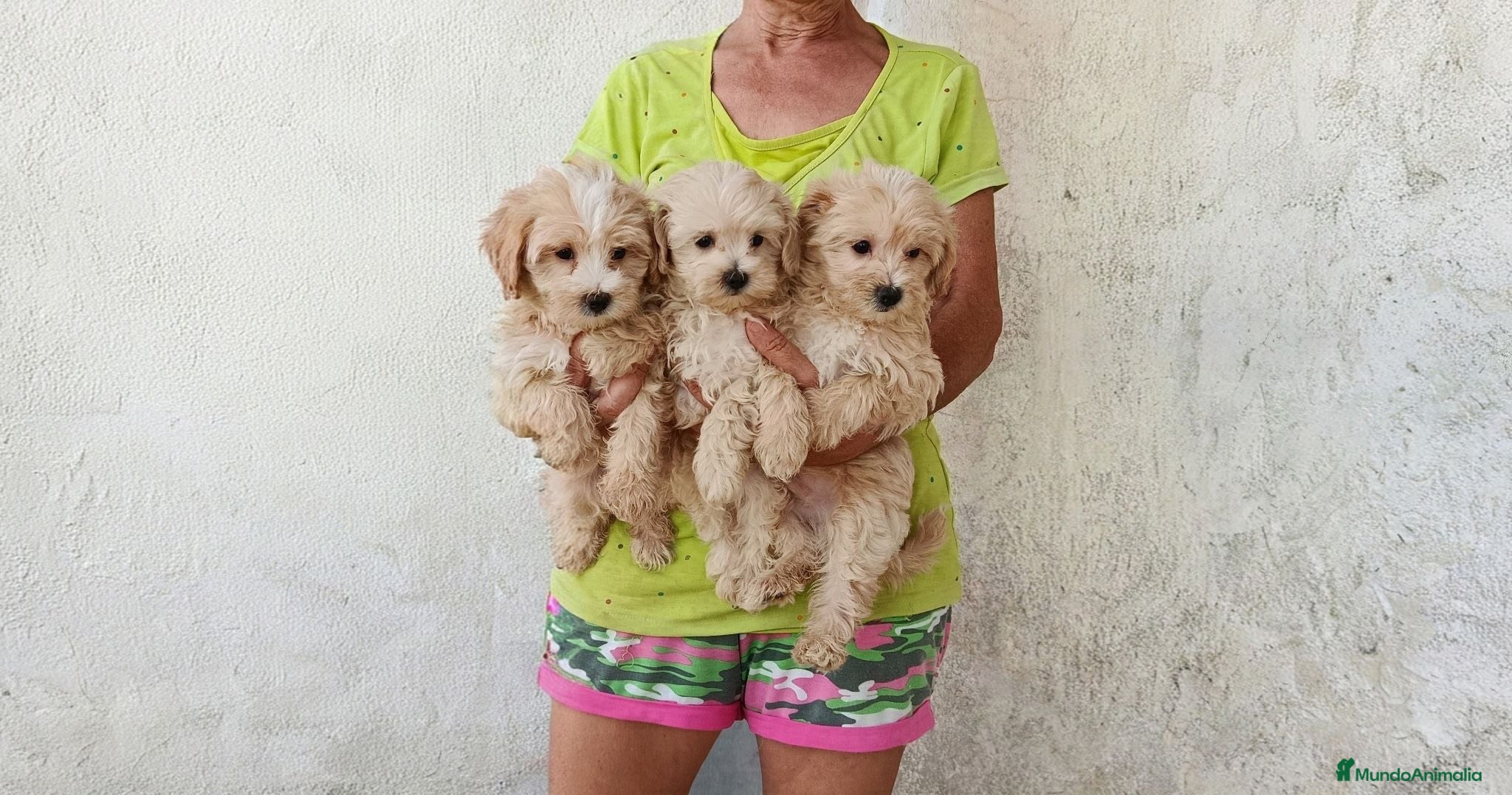 Maltipoo perros MALTIPOOS - Anuncio 7