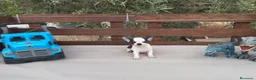 Chihuahua perros en venta: CHIHUAHUAS TOYS CABEZA de 🍎🍎 🥰🥰🥰 - Anuncio 5