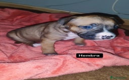 American Pit Bull Terrier perros en venta: American pitbull - Imagen 3