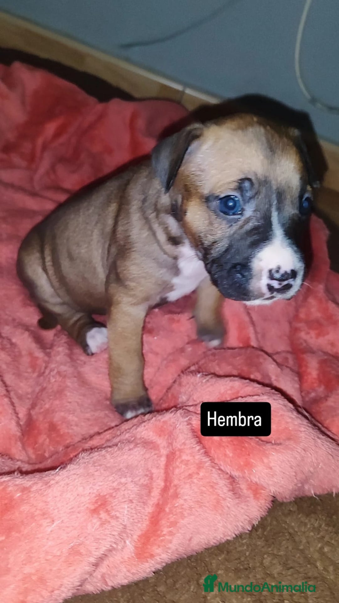American Pit Bull Terrier perros en venta: American pitbull - Imagen 3