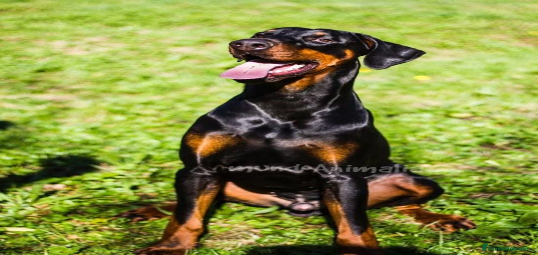 Imagen de galería {{count}}