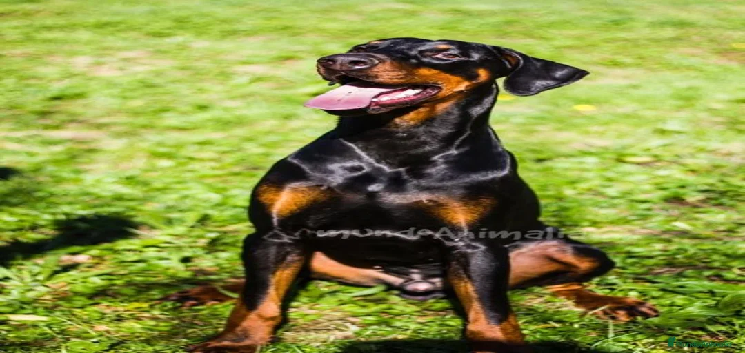 Imagen de galería {{count}}