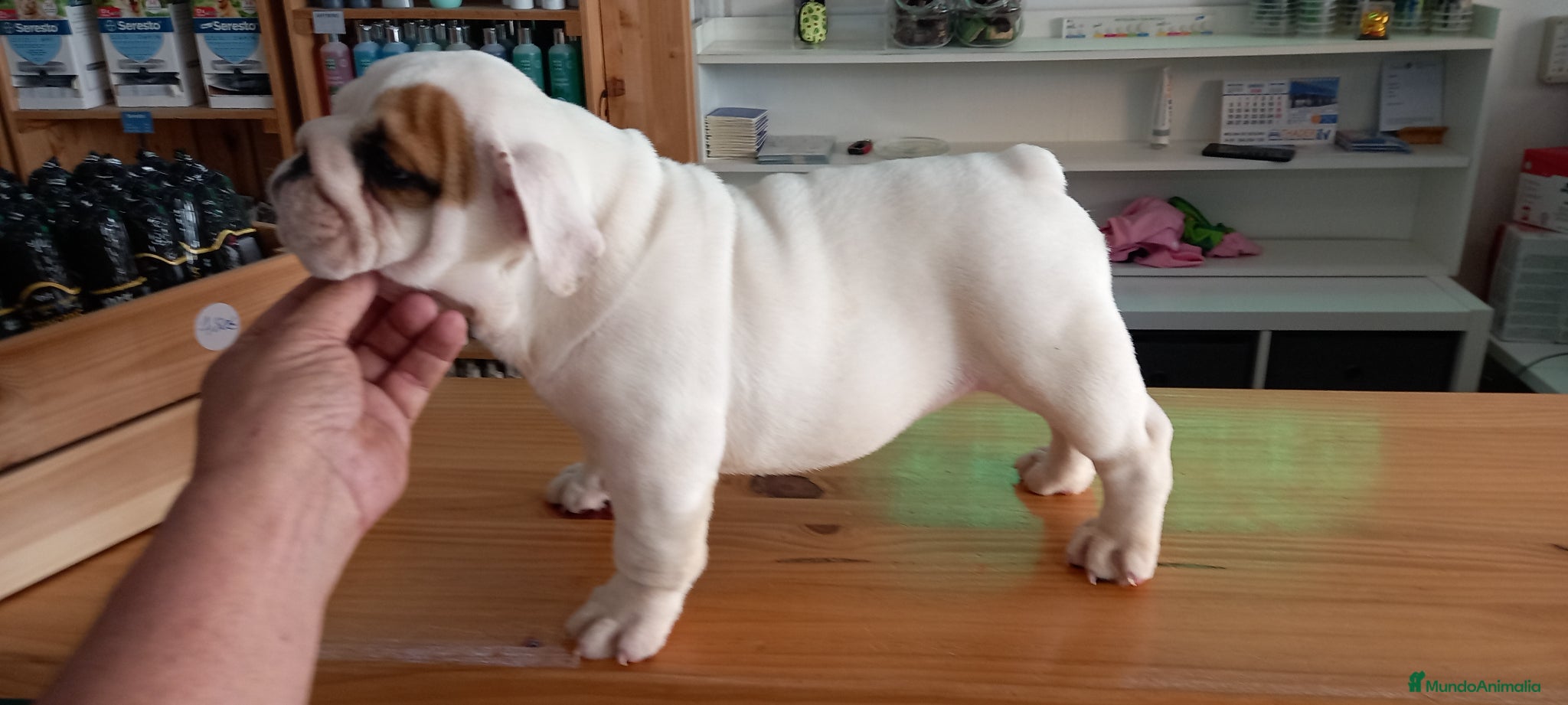 Bulldog Inglés perros en venta: Cachorro bulldog ingles  - Anuncio 2