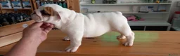 Bulldog Inglés perros en venta: Cachorro bulldog ingles  - Anuncio 1