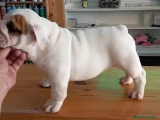 Bulldog Inglés perros Cachorro bulldog ingles - Anuncio 1