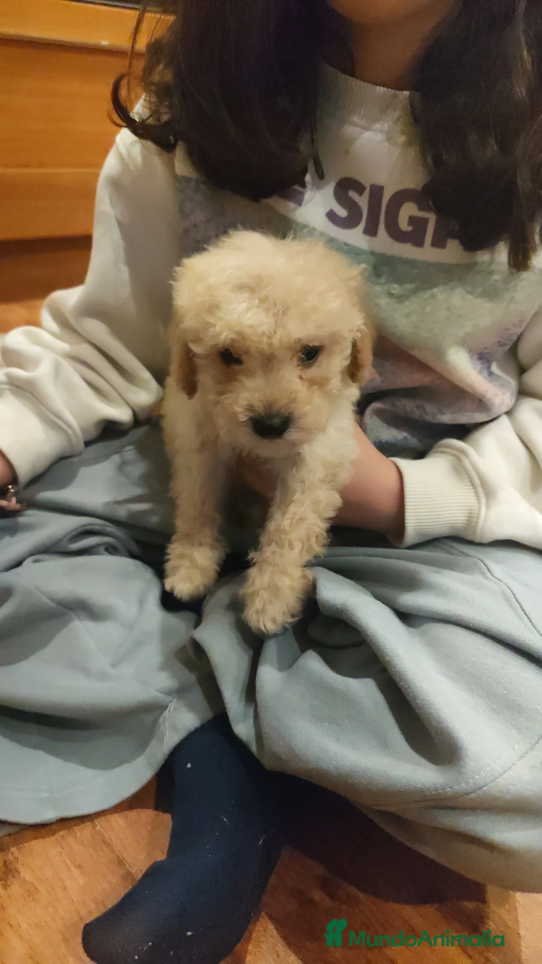 Caniche Toy perros en venta: Caniche toy 💛 apricot  - Anuncio 1