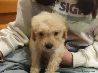 Caniche Toy perros Caniche toy 💛 apricot - Anuncio 1