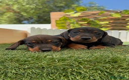 Teckel Miniatura perros en venta: TECKEL. MINIATURA - Imagen 4