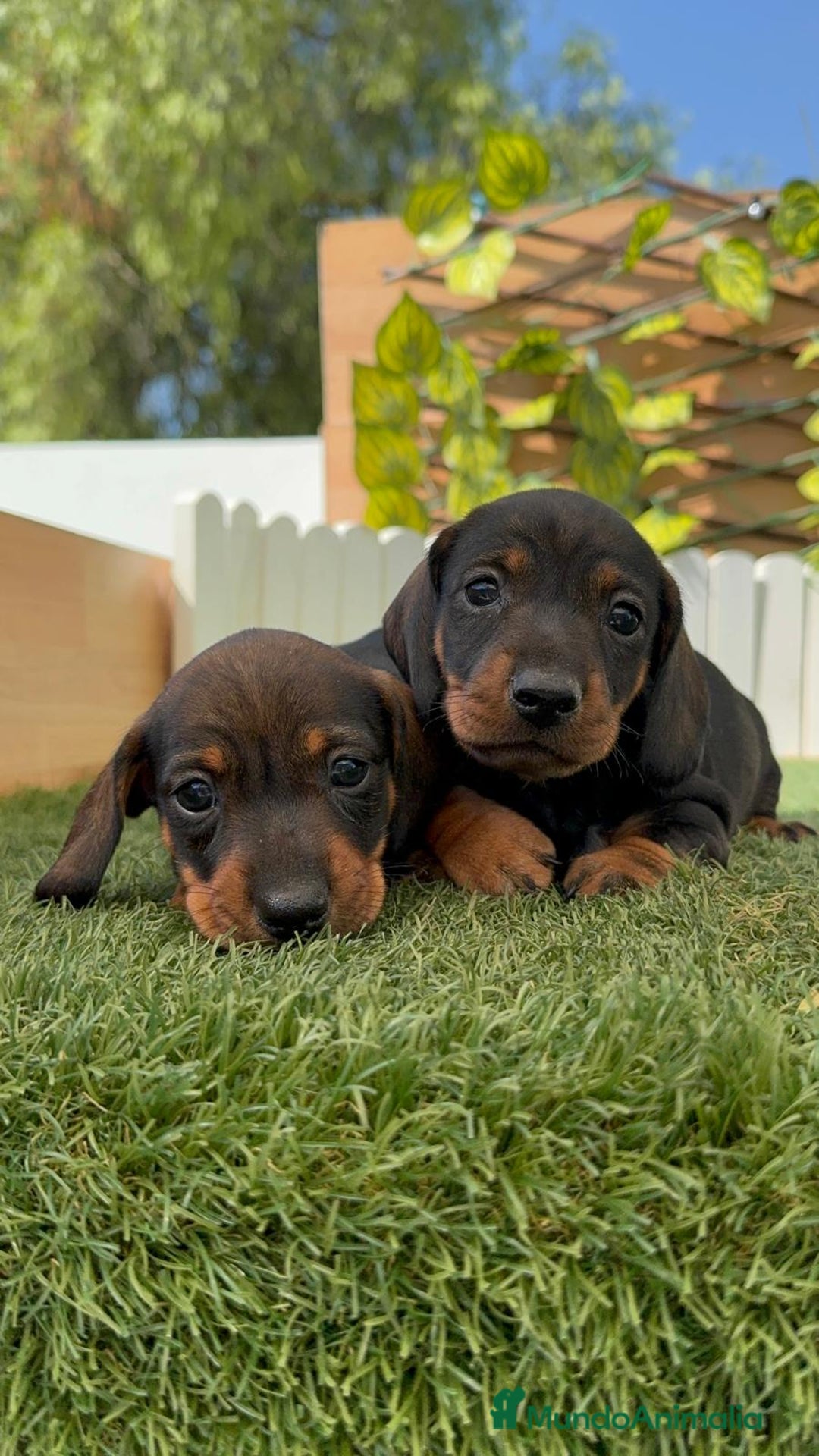 Teckel Miniatura perros en venta: TECKEL. MINIATURA - Imagen 4