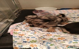 Chihuahua perros en venta: Macho de chihuahua merle  - Imagen 3