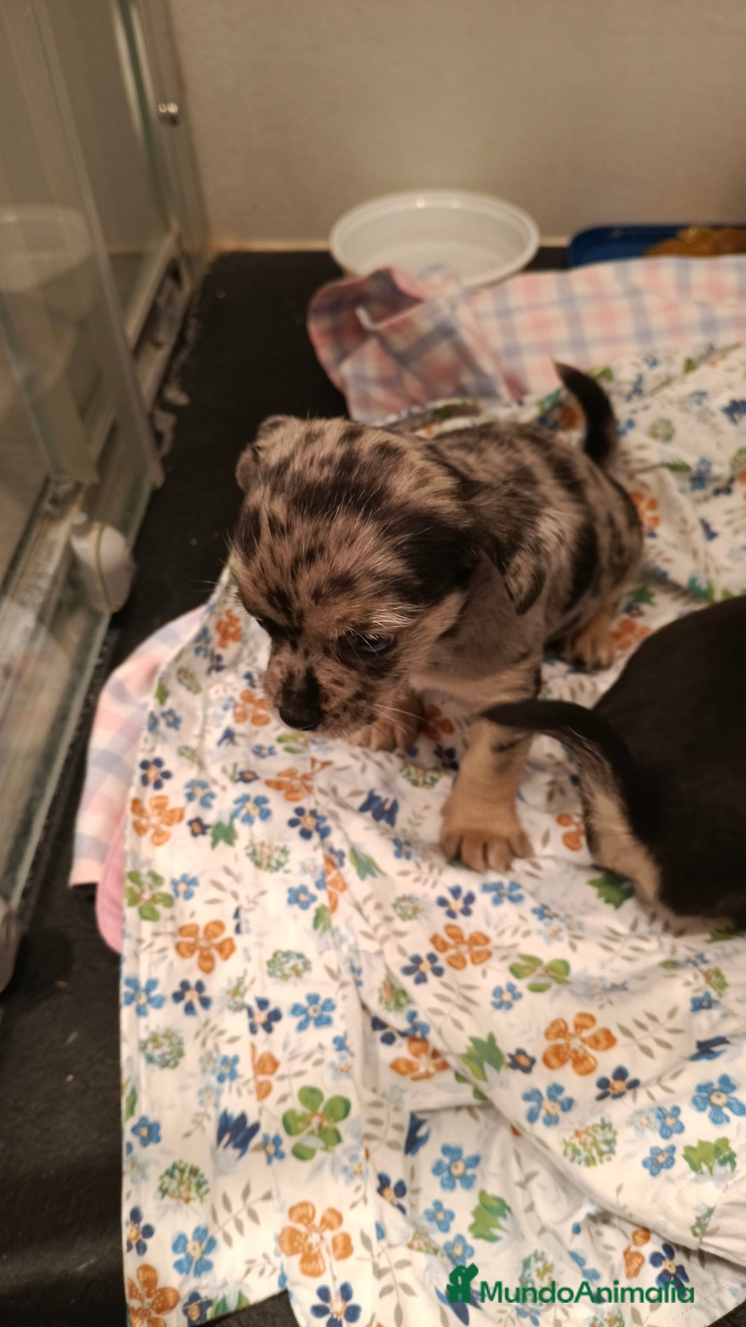 Chihuahua perros en venta: Macho de chihuahua merle  - Imagen 3