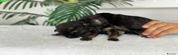 Pastor Alemán perros en venta: PASTOR ALEMAN - Anuncio 11