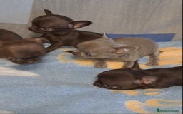 Chihuahua perros en venta: HEMBRAS CHIHUAHUA  - Imagen 1
