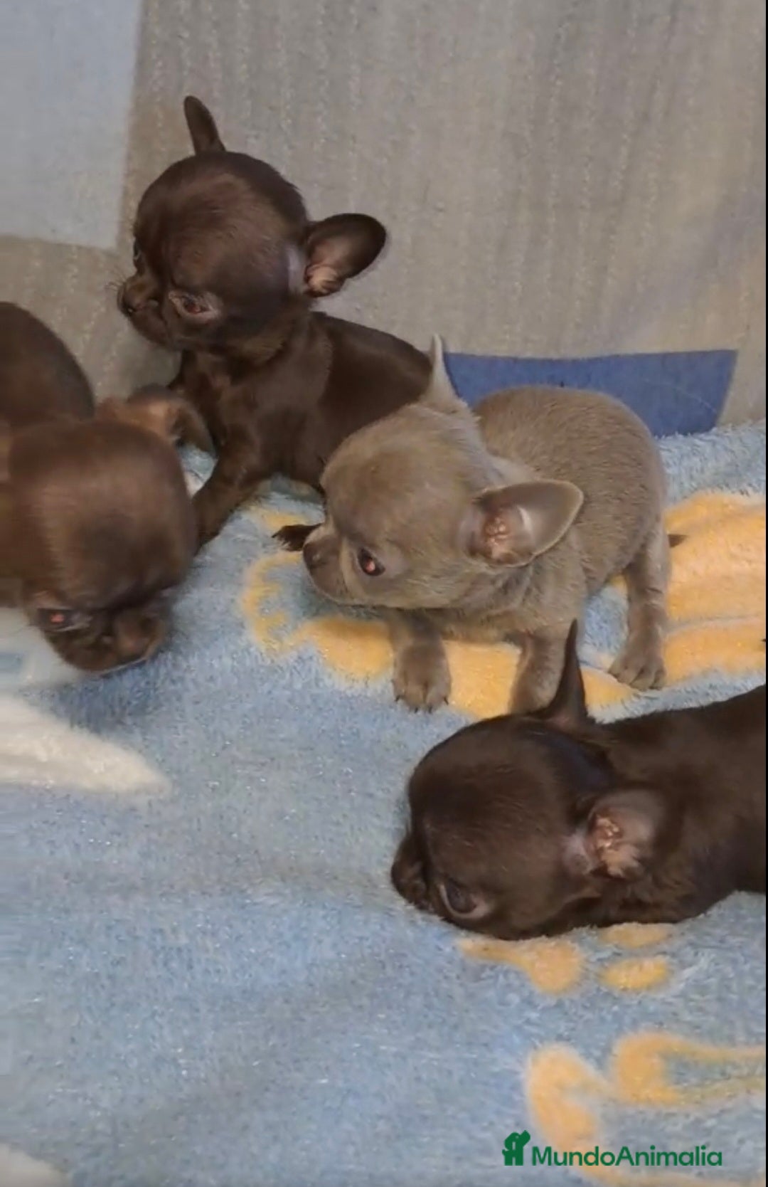 Chihuahua perros en venta: HEMBRAS CHIHUAHUA  - Imagen 1