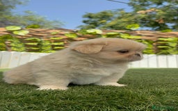 Pekinés perros en venta: PEKINES IMPERIAL HEMBRA 2 - Imagen 12