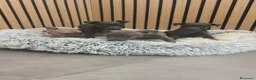 Pequeño Lebrel Italiano perros en venta: Pequeño Lebrel Italiano disponibles para octubre  - Anuncio 18