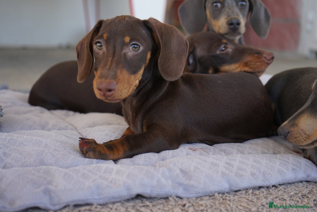 Teckel Miniatura perros en venta: 🍫 Dúo chocolate: Cacao y Bongo 🐾 - Imagen 3